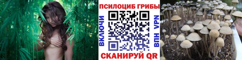 как найти наркотики  Долинск  Галлюциногенные грибы Psilocybe 